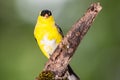 American Goldfinch Perched on a Branch of a Tree Royalty Free Stock Photo