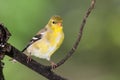 American Goldfinch Perched on a Branch of a Tree Royalty Free Stock Photo