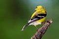 American Goldfinch Perched on a Branch of a Tree Royalty Free Stock Photo