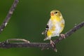 American Goldfinch Perched on a Branch of a Tree Royalty Free Stock Photo