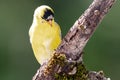 American Goldfinch Perched on a Branch of a Tree Royalty Free Stock Photo