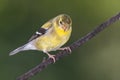 American Goldfinch Perched on a Branch of a Tree Royalty Free Stock Photo