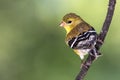 American Goldfinch Perched on a Branch of a Tree Royalty Free Stock Photo