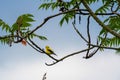 American goldfinch perched on branch Royalty Free Stock Photo