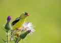 An American Goldfinch perched on a purple flower in summer Royalty Free Stock Photo