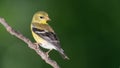 American Goldfinch Perched on a Slender Tree Branch Royalty Free Stock Photo