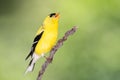 American Goldfinch Perched on a Slender Tree Branch Royalty Free Stock Photo