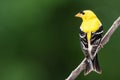 American Goldfinch Perched on a Slender Tree Branch Royalty Free Stock Photo