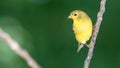 American Goldfinch Perched on a Slender Tree Branch Royalty Free Stock Photo