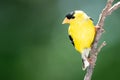 American Goldfinch Perched on a Slender Tree Branch Royalty Free Stock Photo