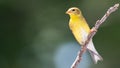 American Goldfinch Perched on a Slender Tree Branch Royalty Free Stock Photo