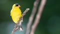 American Goldfinch Perched on a Slender Tree Branch Royalty Free Stock Photo