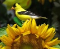 American Goldfinch Perched On A Sunflower Royalty Free Stock Photo