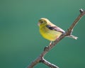 American Goldfinch perched on a thin branch against a lush, green background. Royalty Free Stock Photo