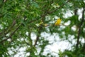 American goldfinch perched on a thin branch Royalty Free Stock Photo