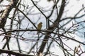 American Goldfinch Perched on a Tree Branch Royalty Free Stock Photo