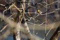 American Goldfinch perched on tree branch Royalty Free Stock Photo