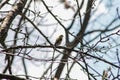 American Goldfinch Perched on a Tree Branch Royalty Free Stock Photo