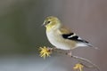 American Goldfinch perched on a Witch Hazel branch in late autumn