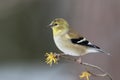 American Goldfinch perched on a Witch Hazel branch in late autumn