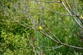 American goldfinch perching on the branch.