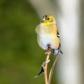 American Goldfinch Perching
