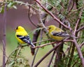 American Goldfinch Photo and Image. Close-up side view couple perched on a branch with forest background in their environment and Royalty Free Stock Photo