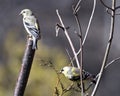 American Goldfinch Photo and Image. Finchs close-up profile view, perched on a branch with a blur background in its environment Royalty Free Stock Photo