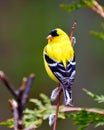 American Goldfinch Photo and Image. Male close-up rear view perched on a spring bud branch with a colourful background in its Royalty Free Stock Photo