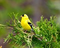 American Goldfinch Photo and Image. Male close-up side view perched on a cedar branch tree with a colourful background in its Royalty Free Stock Photo