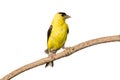 American Goldfinch Profiles His Yellow Plumage