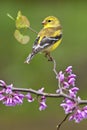 American Goldfinch on Redbud Royalty Free Stock Photo