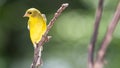 American Goldfinch Resting on a Tree Branch Royalty Free Stock Photo