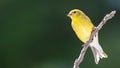 American Goldfinch Resting on a Tree Branch Royalty Free Stock Photo