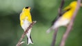 American Goldfinch Resting on a Tree Branch Royalty Free Stock Photo