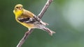 American Goldfinch Resting on a Tree Branch Royalty Free Stock Photo