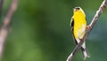 American Goldfinch Resting on a Tree Branch Royalty Free Stock Photo