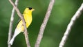 American Goldfinch Resting on a Tree Branch Royalty Free Stock Photo
