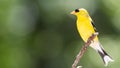 American Goldfinch Resting on a Tree Branch Royalty Free Stock Photo