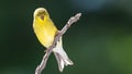 American Goldfinch Resting on a Tree Branch Royalty Free Stock Photo