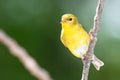 American Goldfinch Resting on a Tree Branch Royalty Free Stock Photo