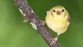 American Goldfinch Resting on a Tree Branch Making Direct Eye Contact Royalty Free Stock Photo