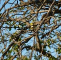 American goldfinch resting on wood branch