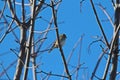 An American Goldfinch sitting on a bare branch of a Maple tree in winter Royalty Free Stock Photo