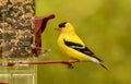 American Goldfinch(Spinus tristas)