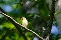 American Goldfinch Spinus tristis