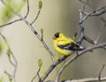 American goldfinch (Spinus tristis) Royalty Free Stock Photo