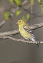 American goldfinch (Spinus tristis) Royalty Free Stock Photo