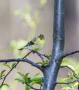 American goldfinch (Spinus tristis) Royalty Free Stock Photo