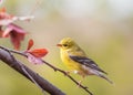 American Goldfinch Spinus Tristis female Royalty Free Stock Photo